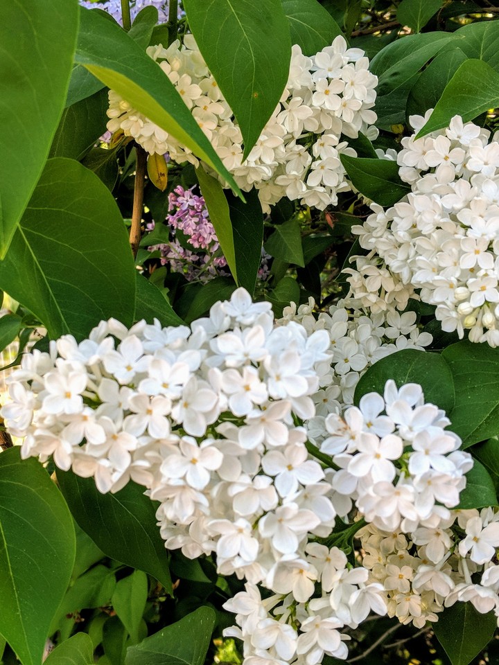 Lilac