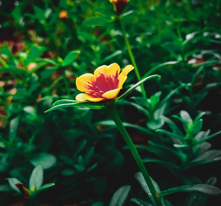 Nature
