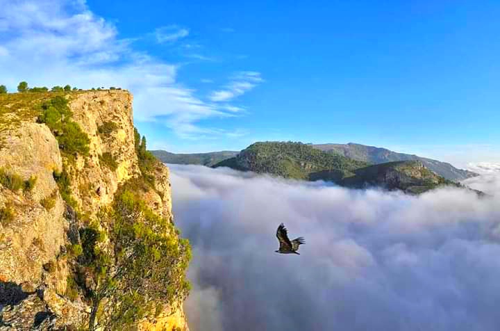vulture and the clouds