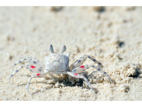 crab