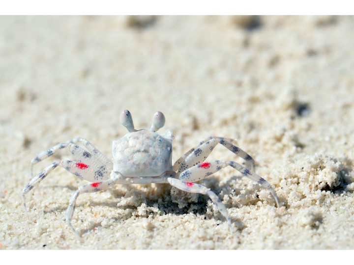 crab
