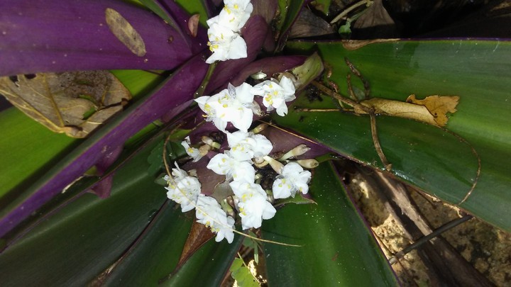 #commonflower
