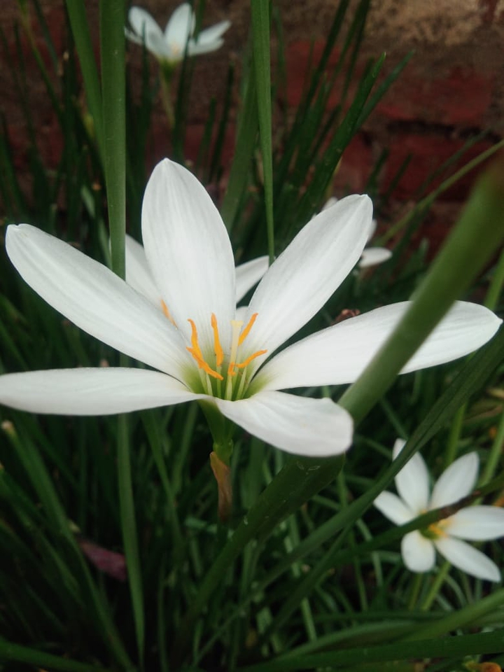lily