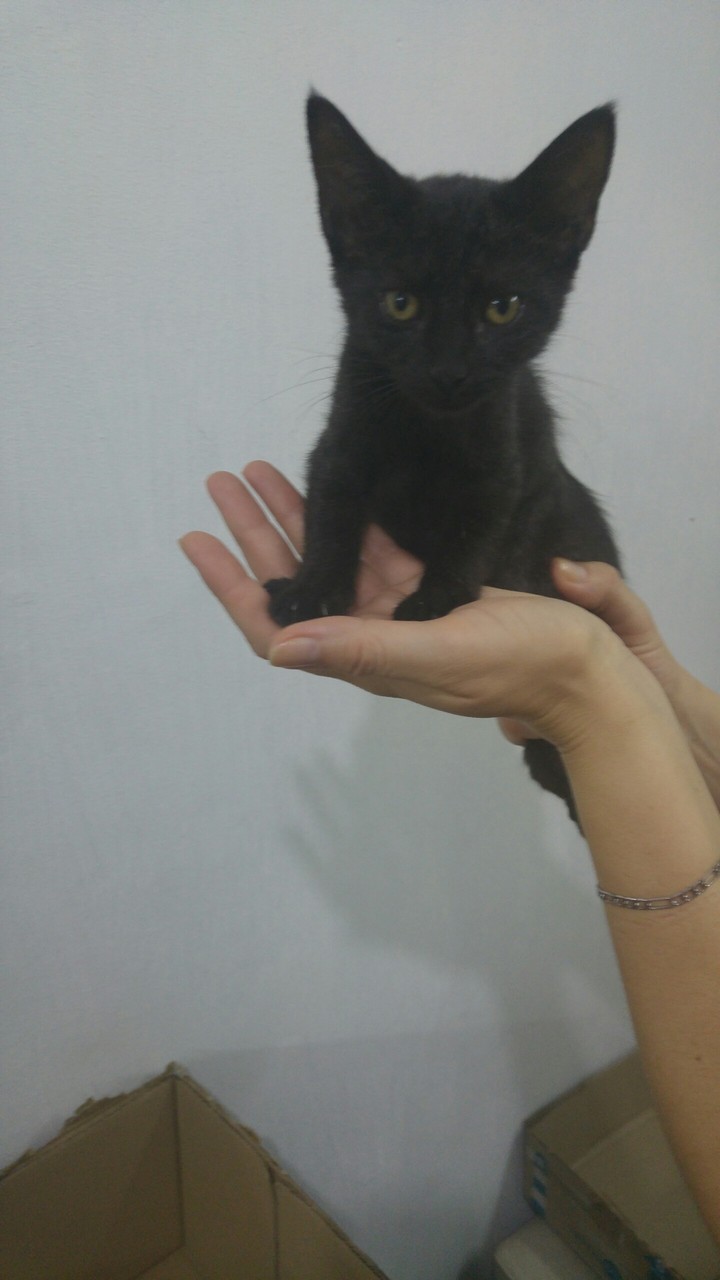 gatita