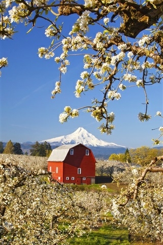 apple orchard in spring
