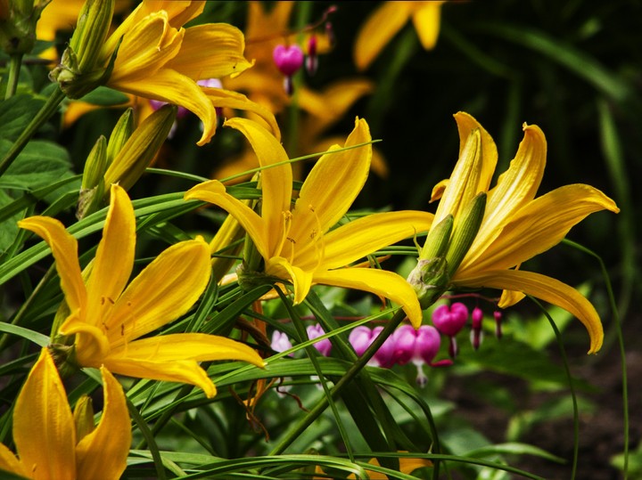Lilies