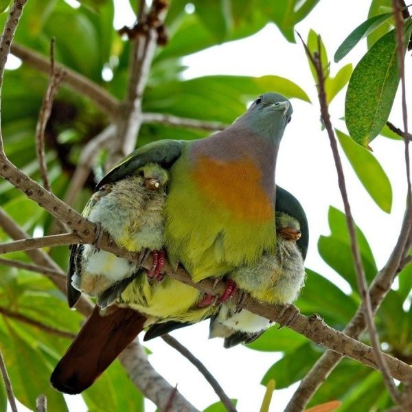 He will shelter you with His wings.