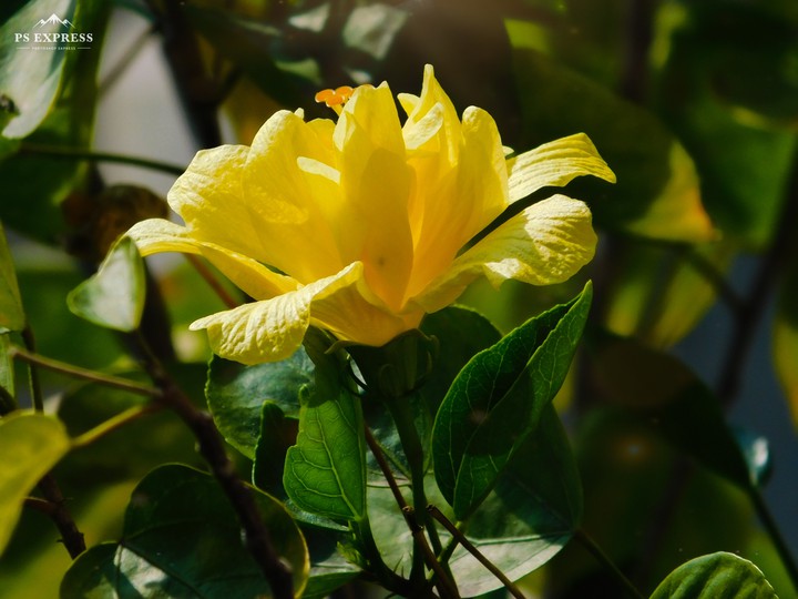 yellow hibiscus