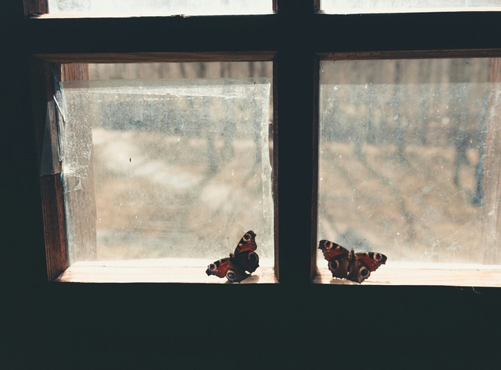 Butterfly