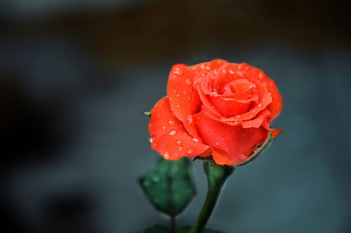 Rosy Red
