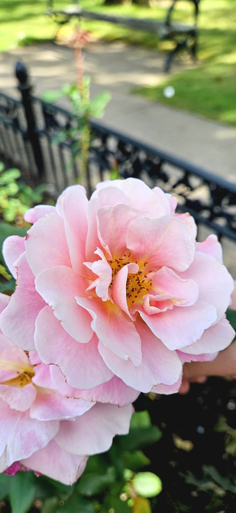 Fall Roses!