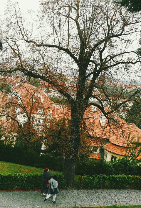 flower, tree háttérképek