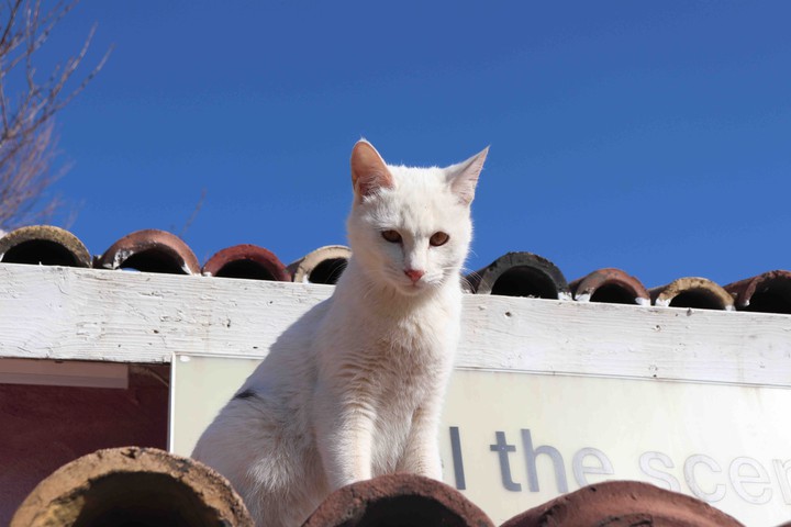 cat