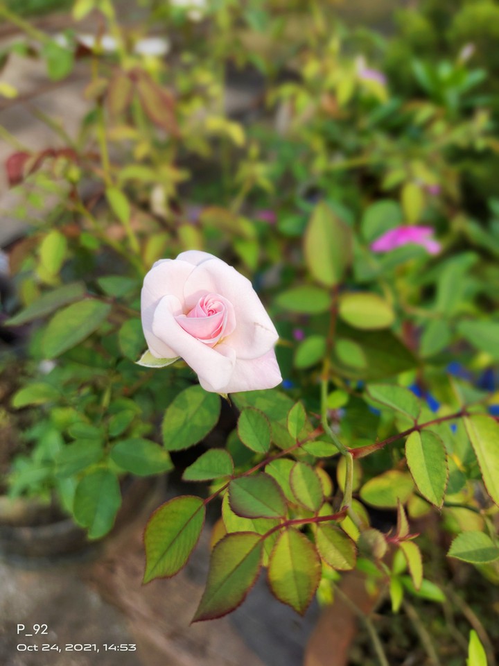 rose