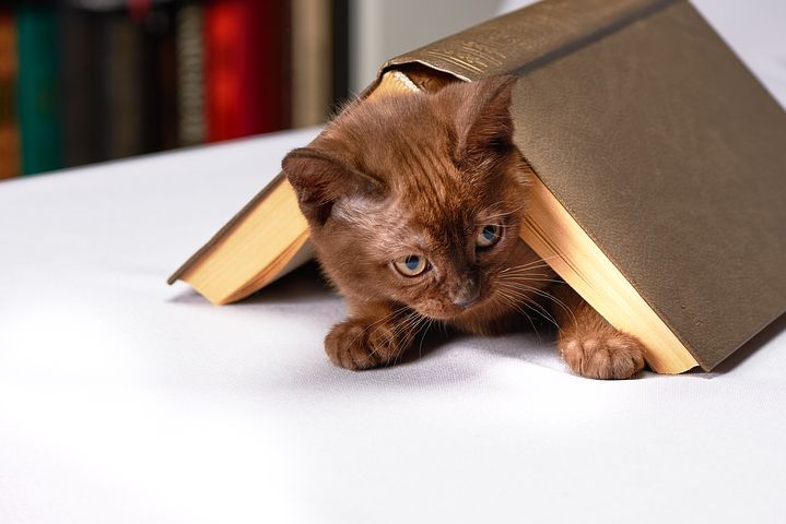 Hast du schon ein interaktives Buch gelesen?