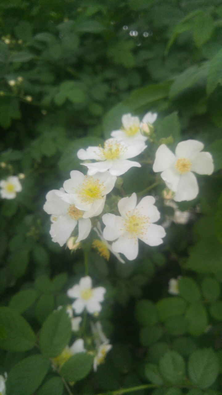 찔레꽃