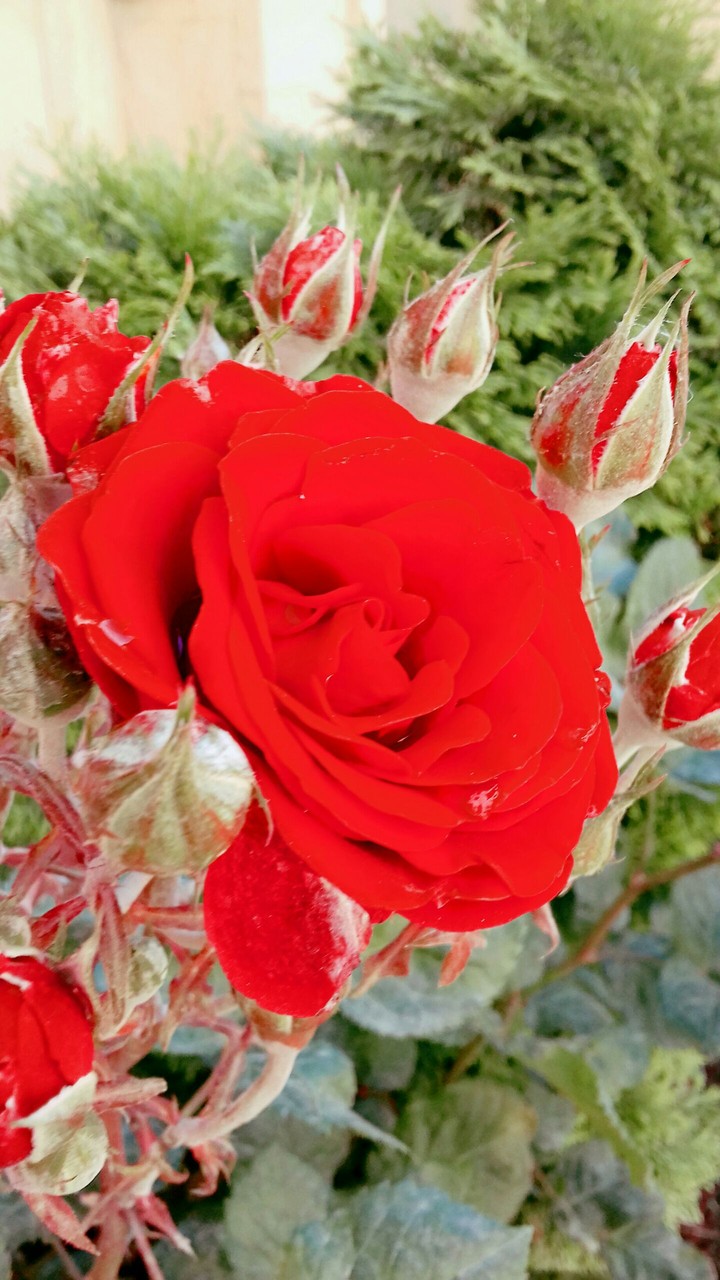 red rose
