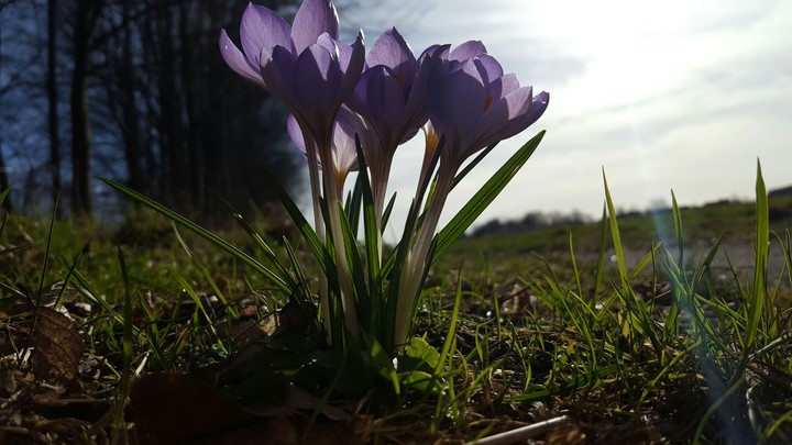 #flowers