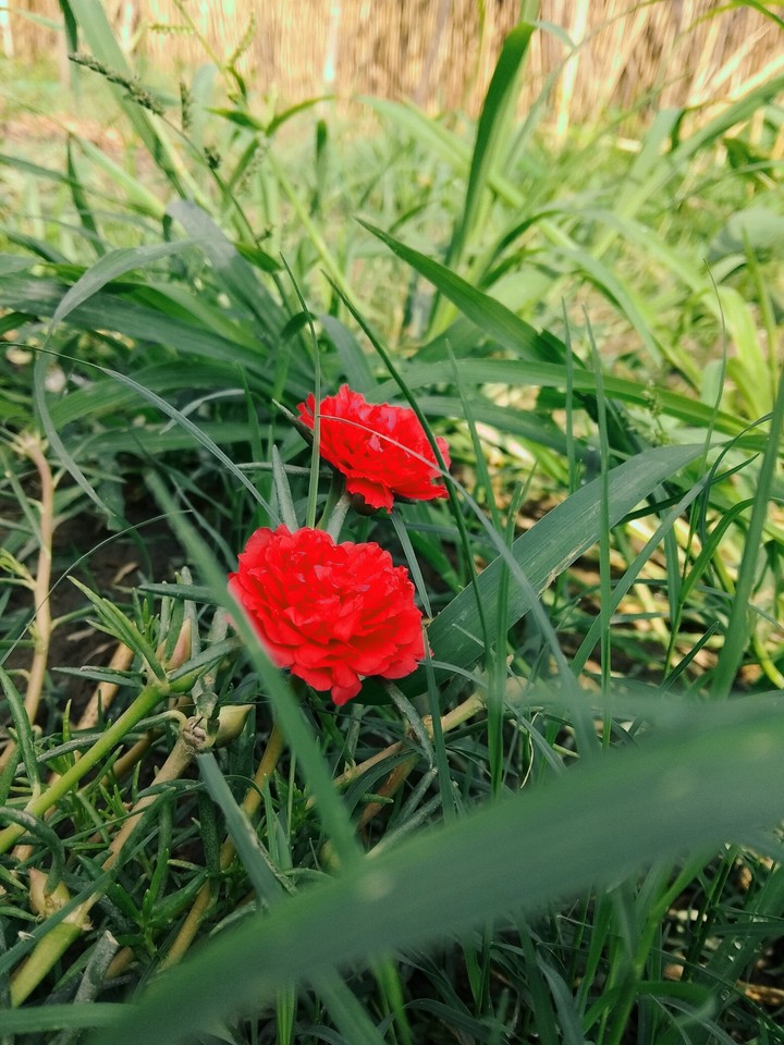 flower wallpaper
