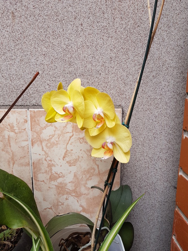 Nature's