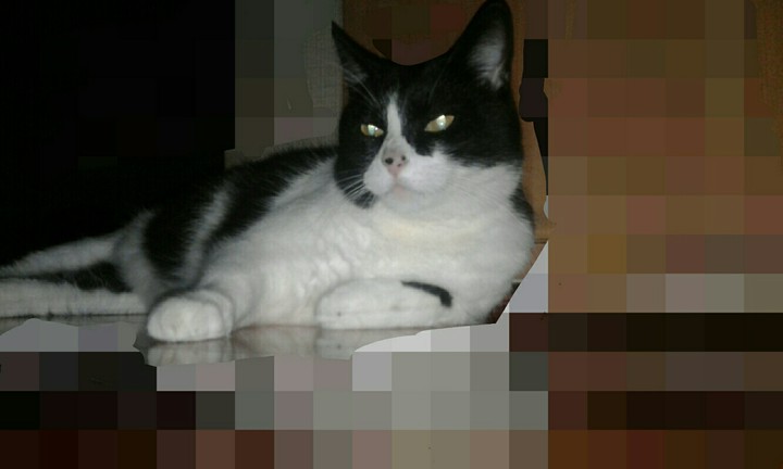 cat