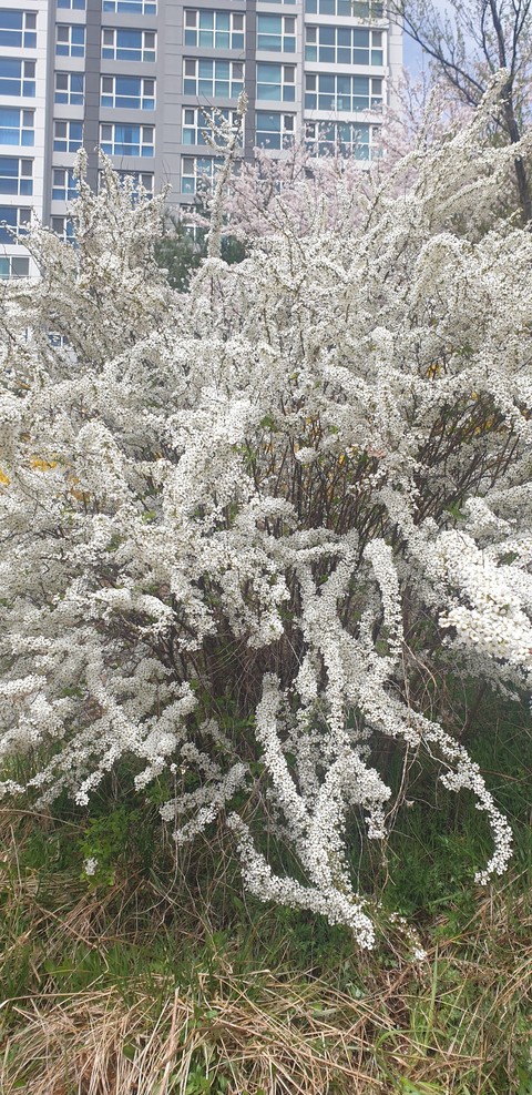 spring, Blossom桌布