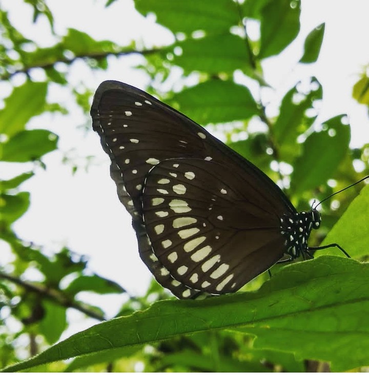 beauty of a butterfly