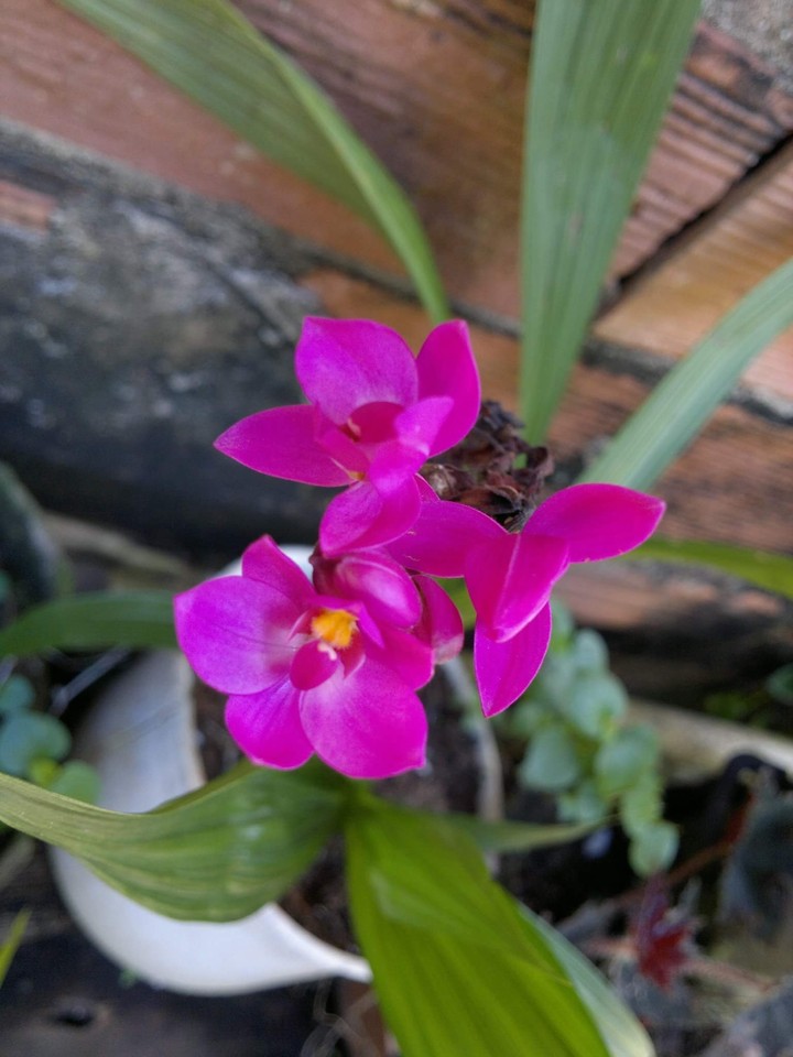 Flowers from my home