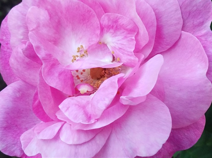rose
