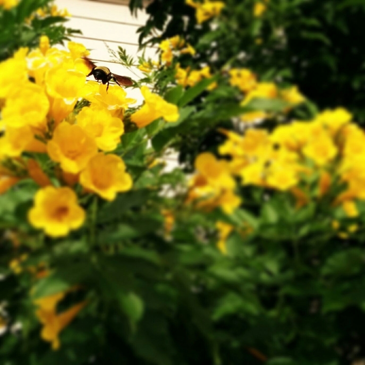 Bumblebee on a quest
