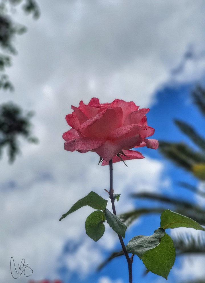 Rosa