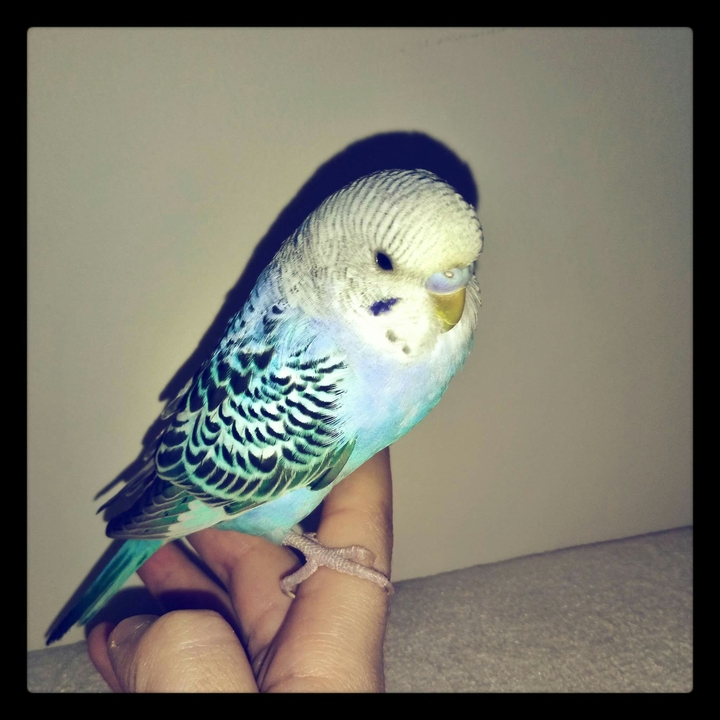 My bird