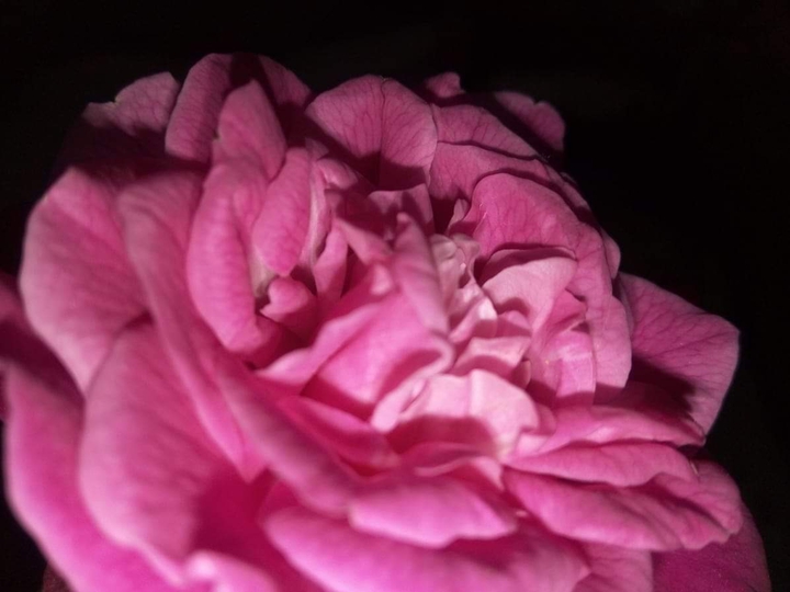 Lovely Rose