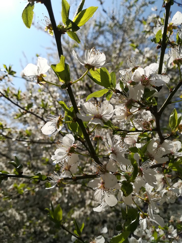 Tree of cherry