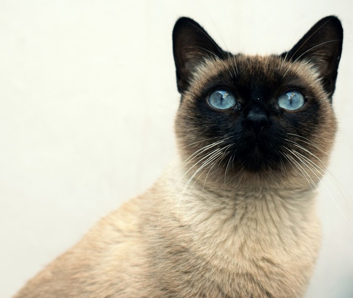 Siamese Cat