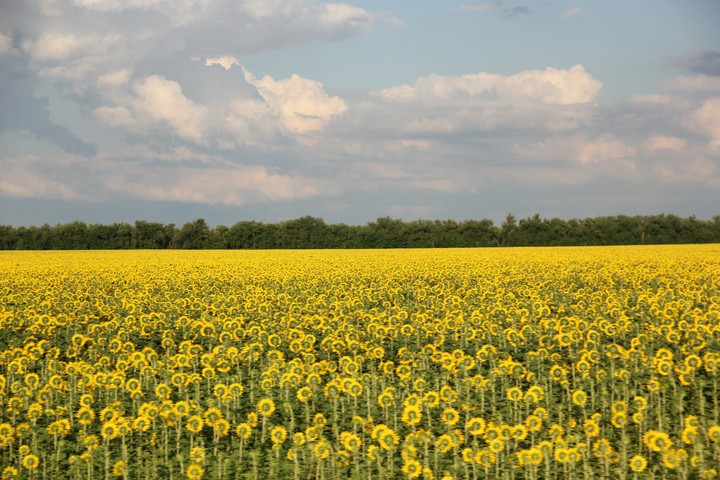 Field of sunflowers