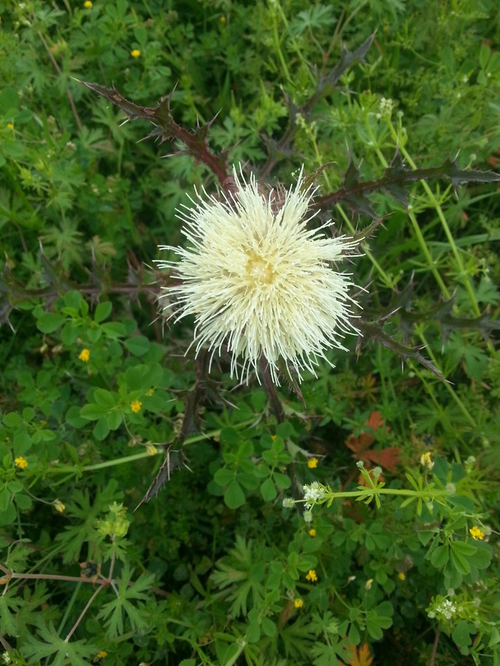 wild white thistle