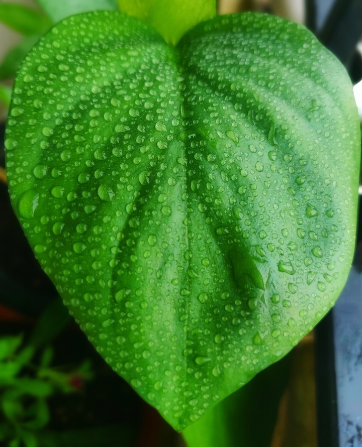 green leaf
