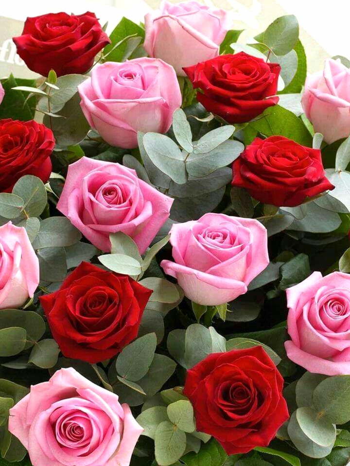 Roses růže