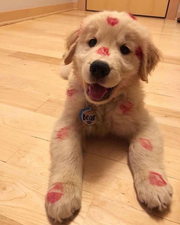 dog