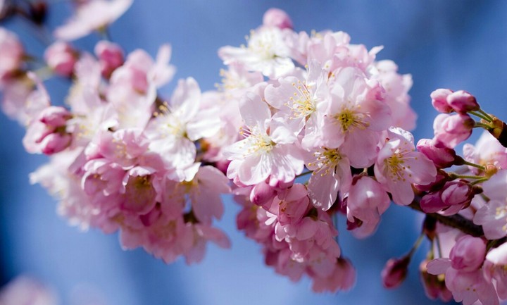 Aroma of Spring.