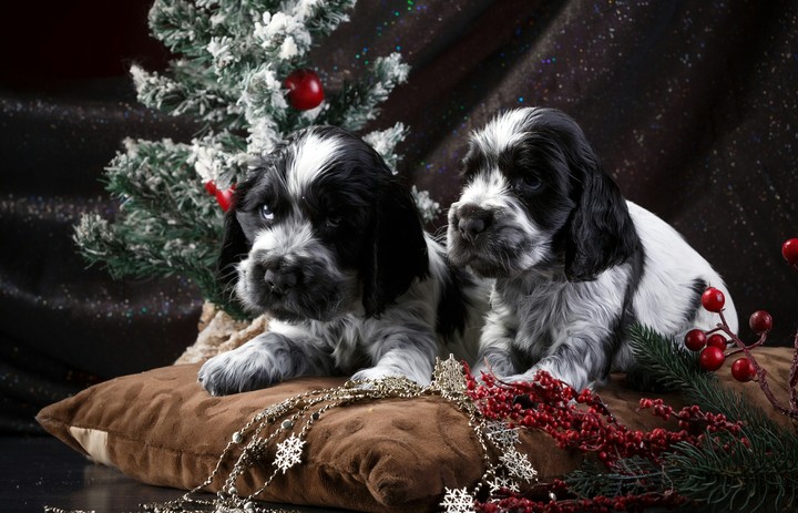 Puppies