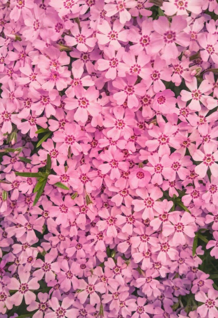 pinky flower