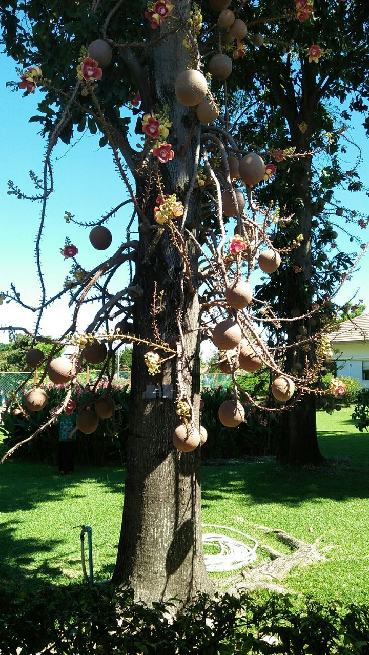 tree
