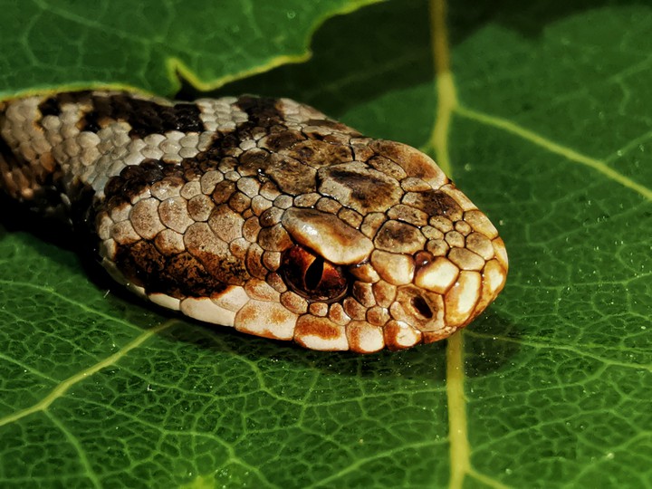 Snake
