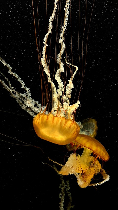 sfondi underwater, jellyfish