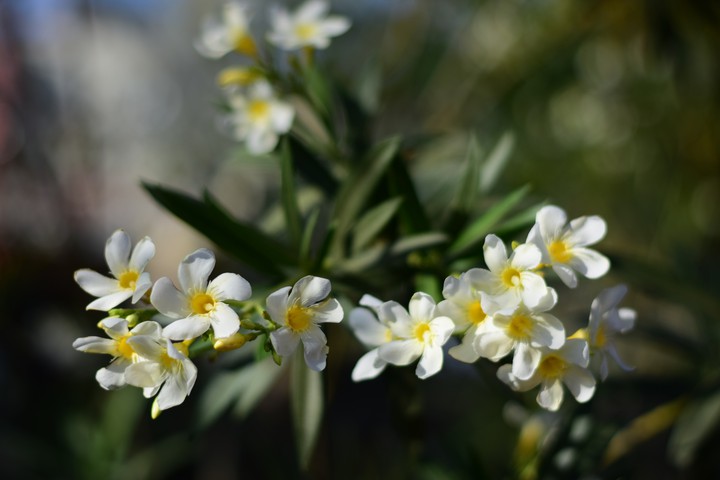 flower