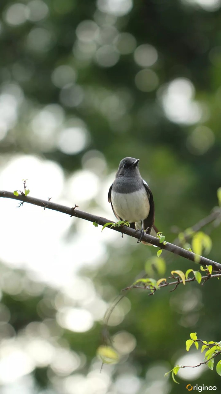 bird