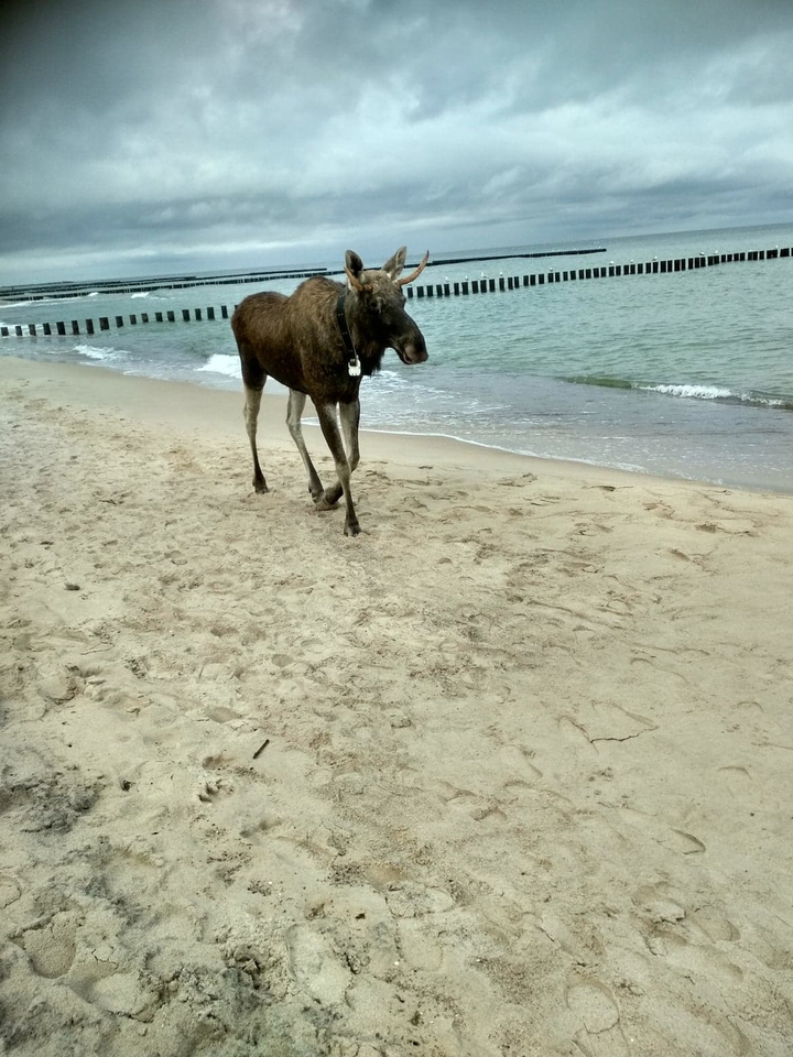 Amazing Animal