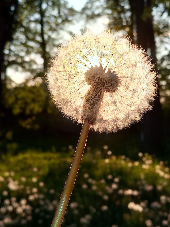 dandelion